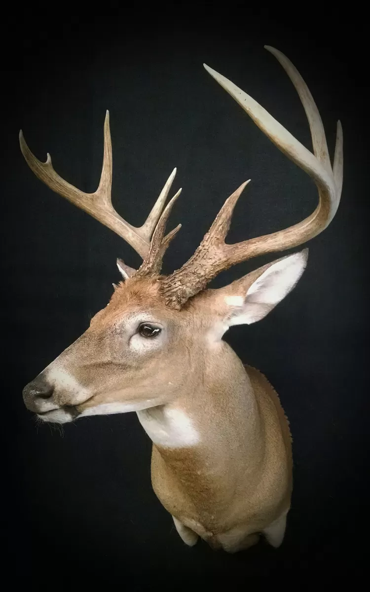 Whitetail Mount 122