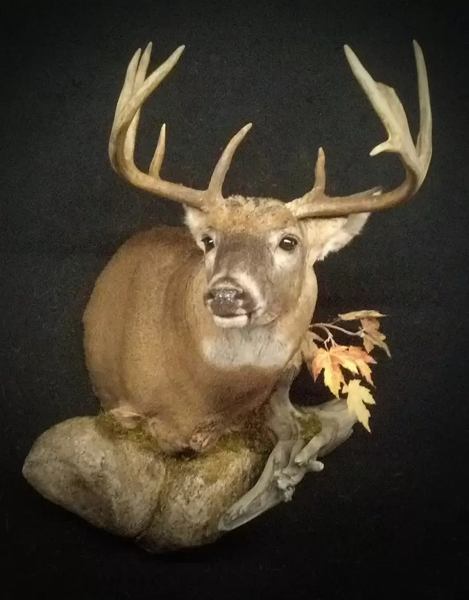 Whitetail Mount 123