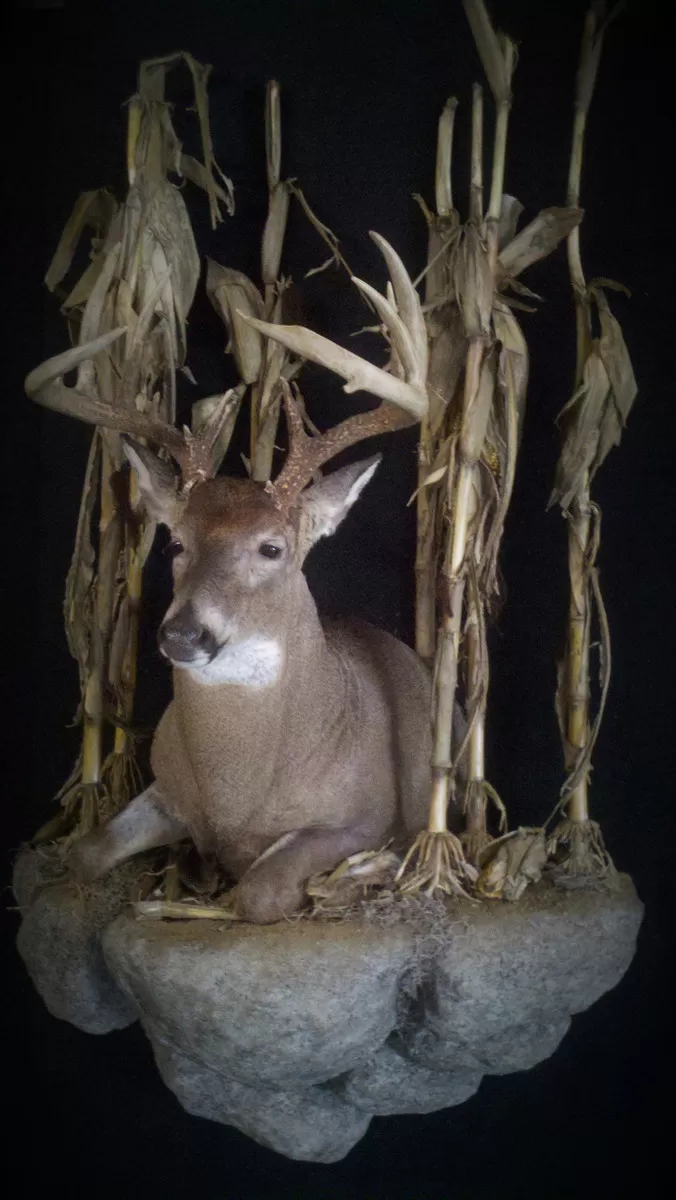 Whitetail Mount 124