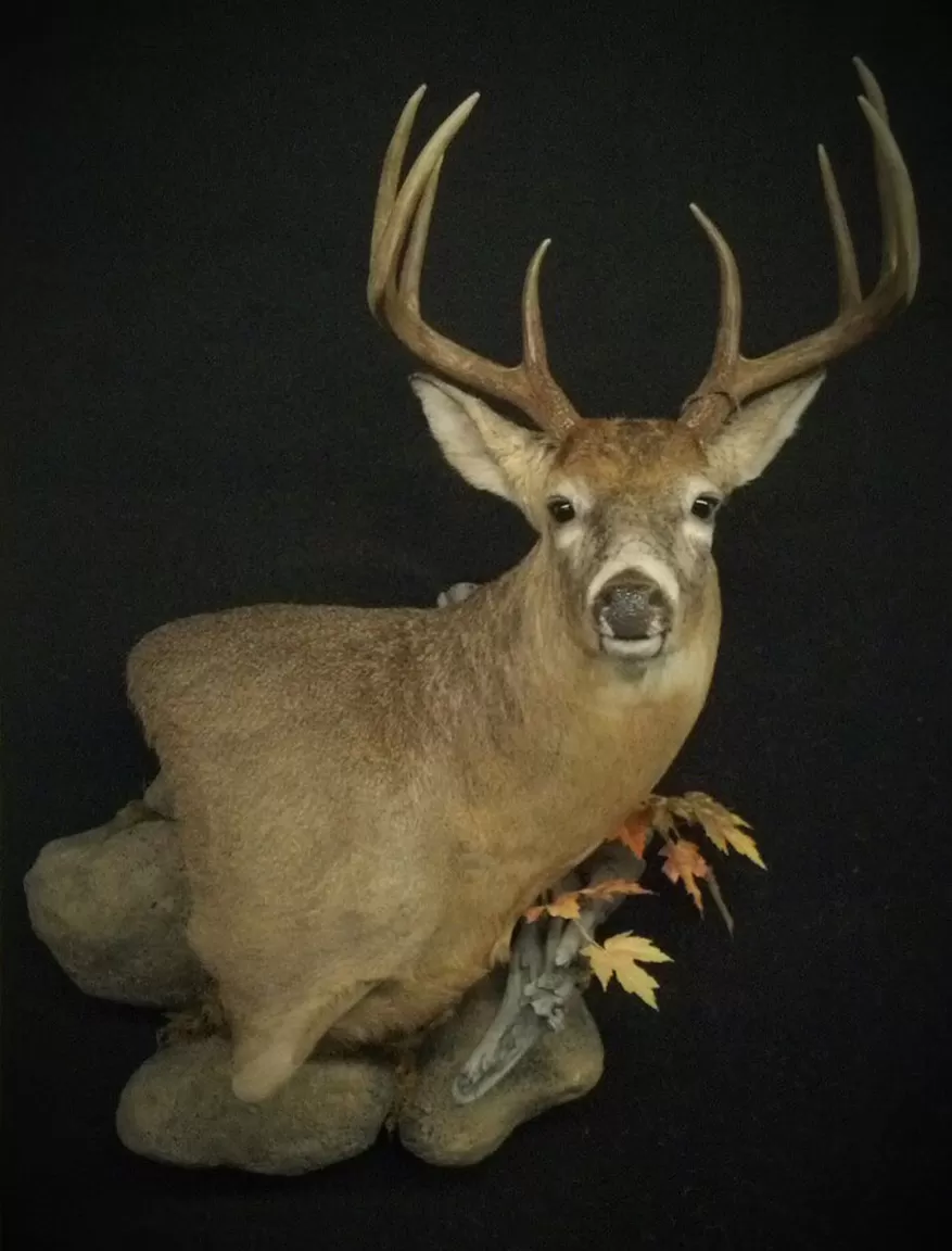 Whitetail Mount 125