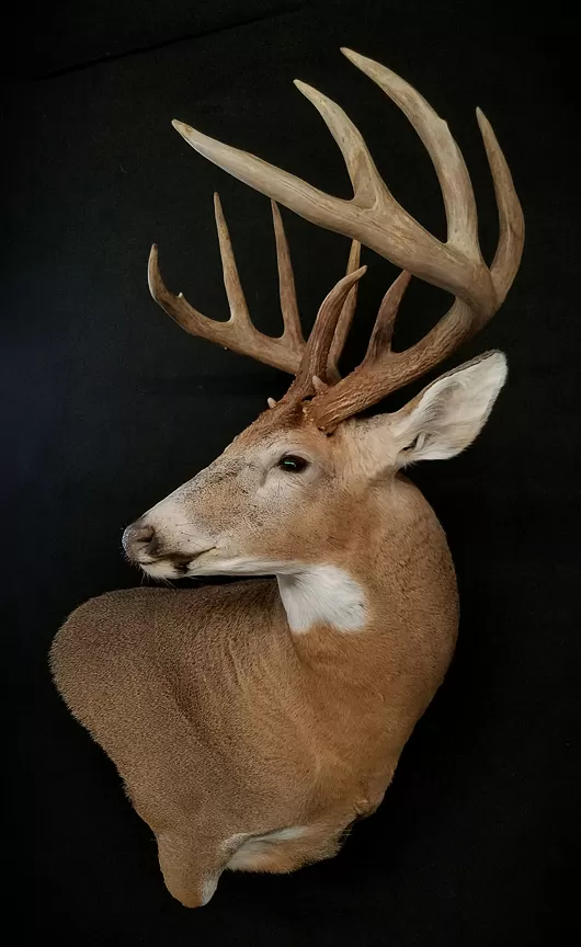 Whitetail Mount 126