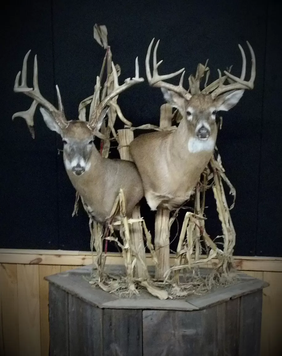 Whitetail Mount 127