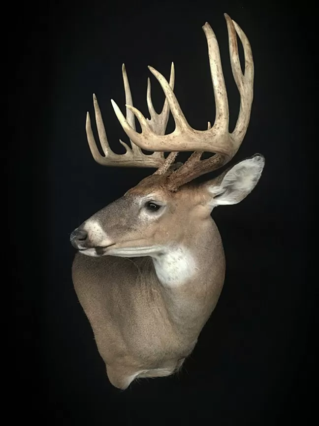 Whitetail Mount 128