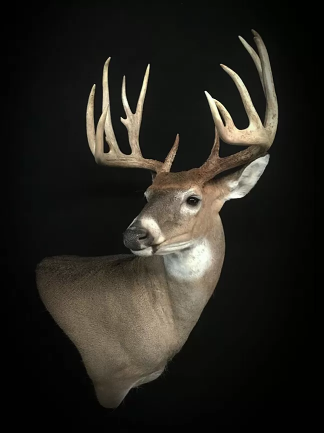 Whitetail Mount 130