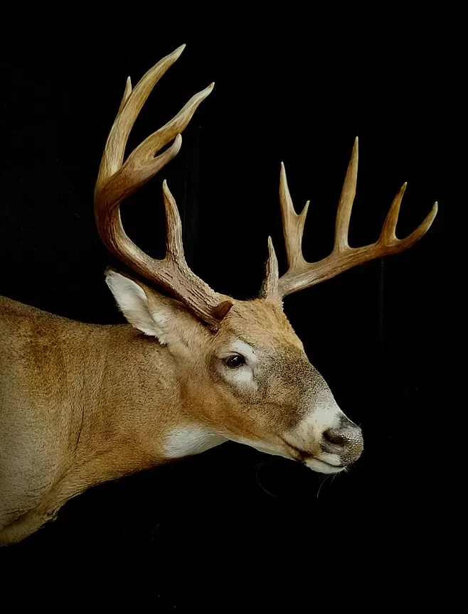 Whitetail Mount 129