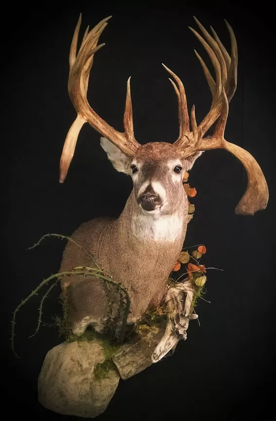 Whitetail Mount 131