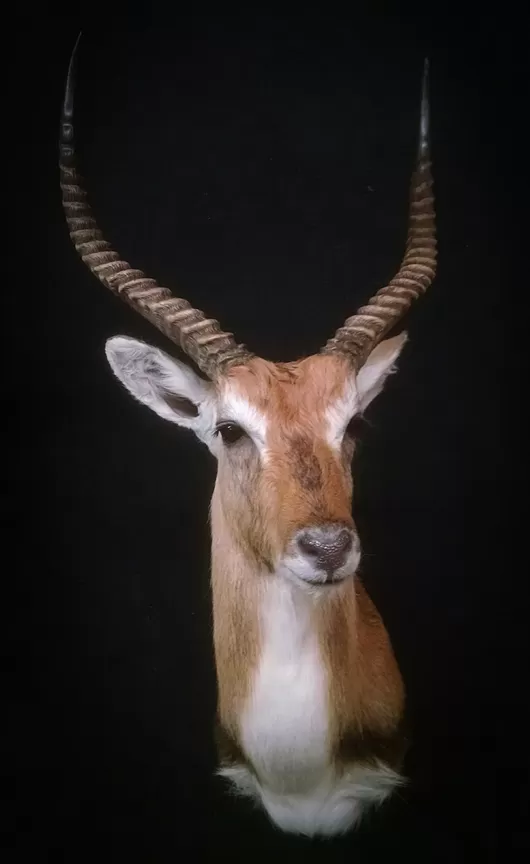 African/Exotic 60