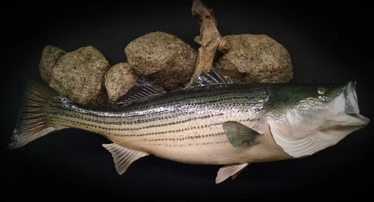 Fish 17