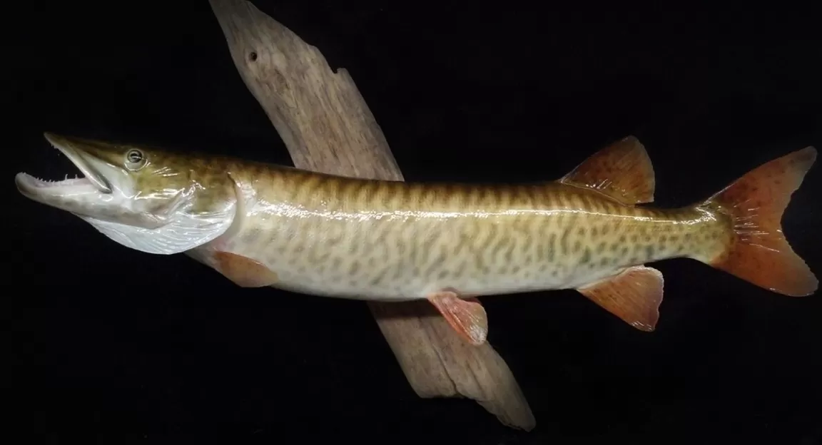 Fish 18
