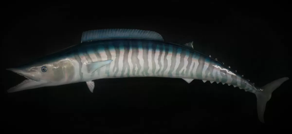 Fish 19