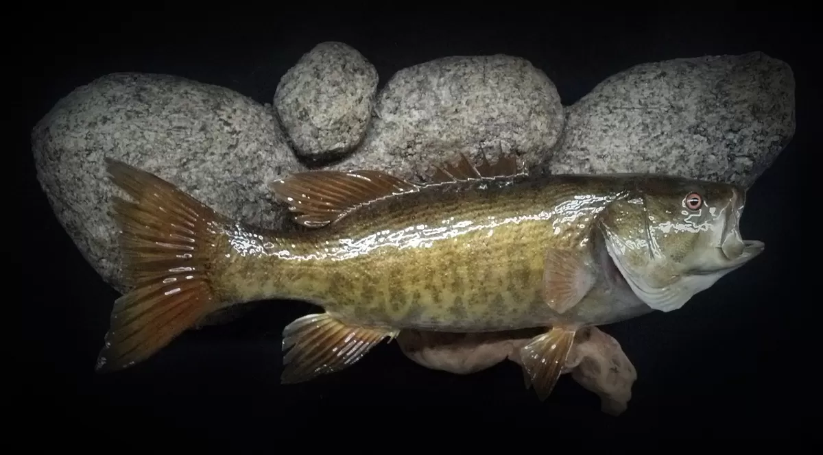Fish 20
