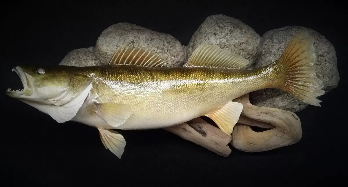 Fish 21