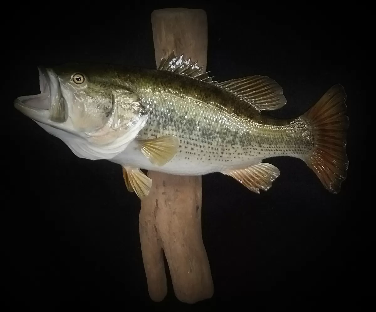 Fish 23