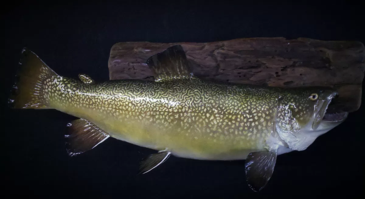 Fish 22