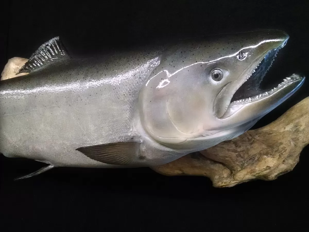 Fish 24