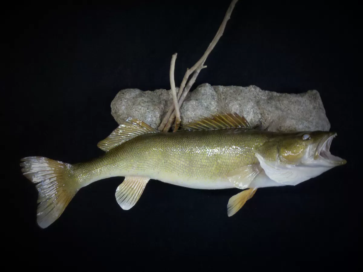 Fish 25