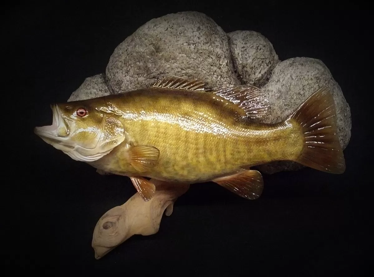 Fish 26