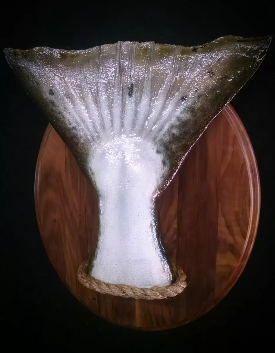 Fish 27