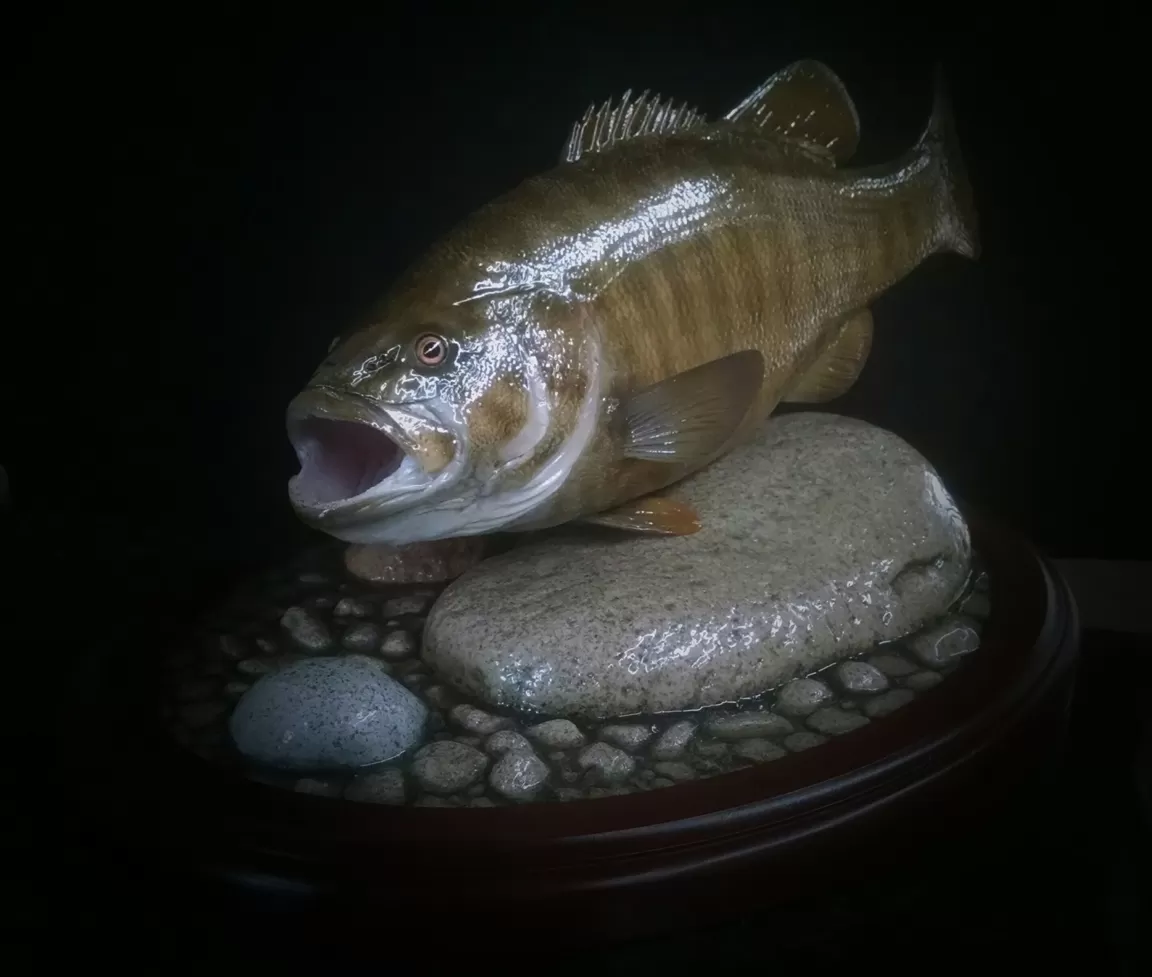 Fish 31
