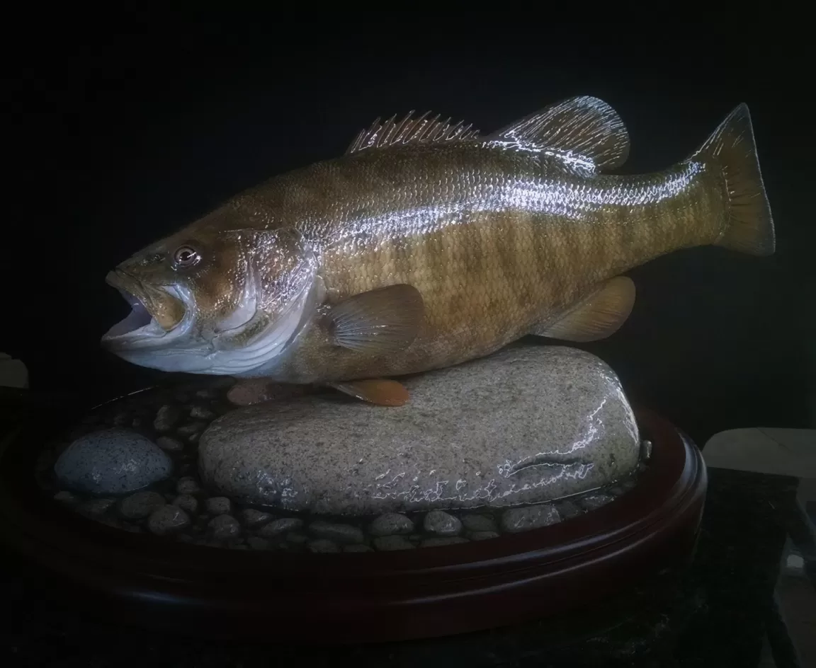 Fish 33