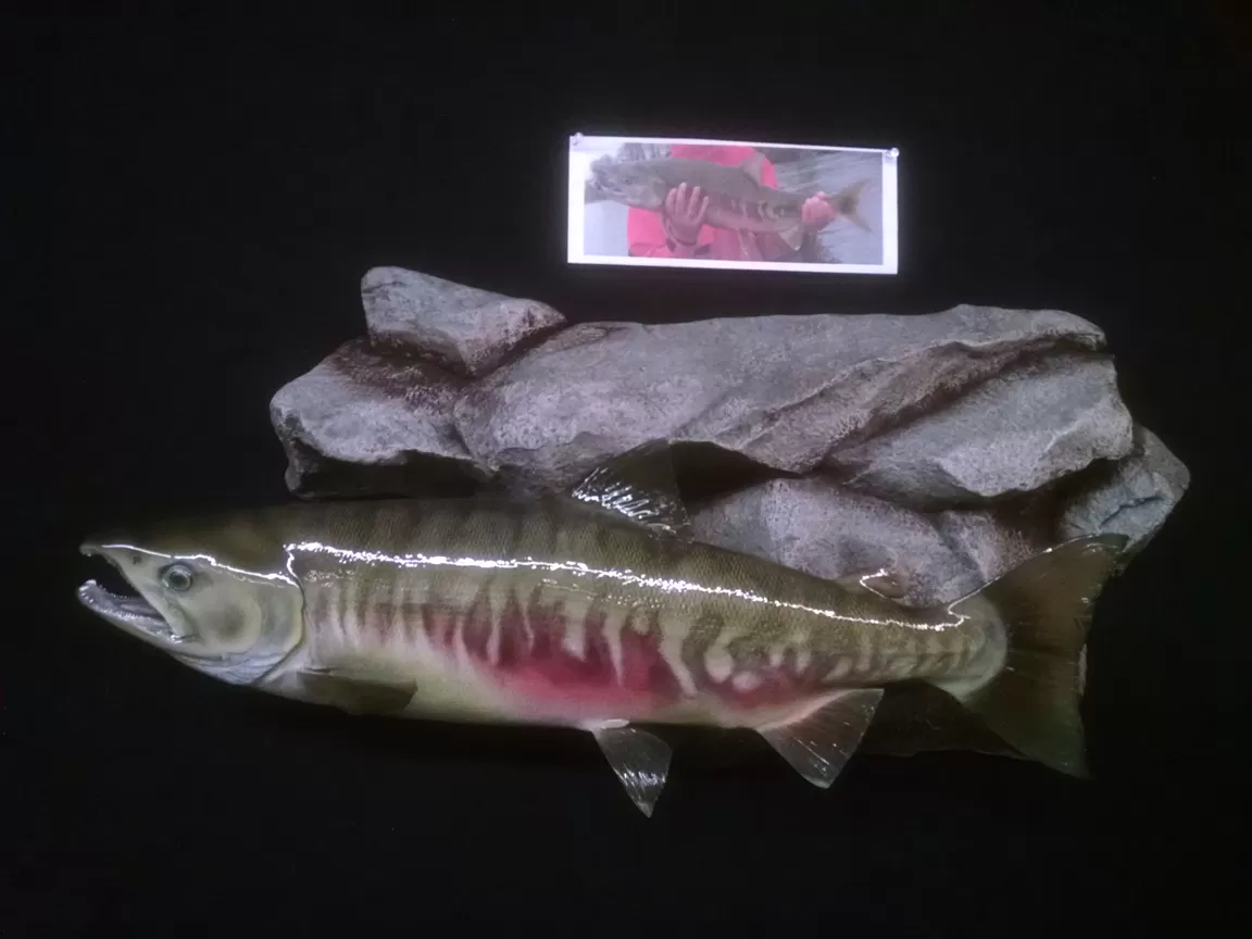 Fish 34