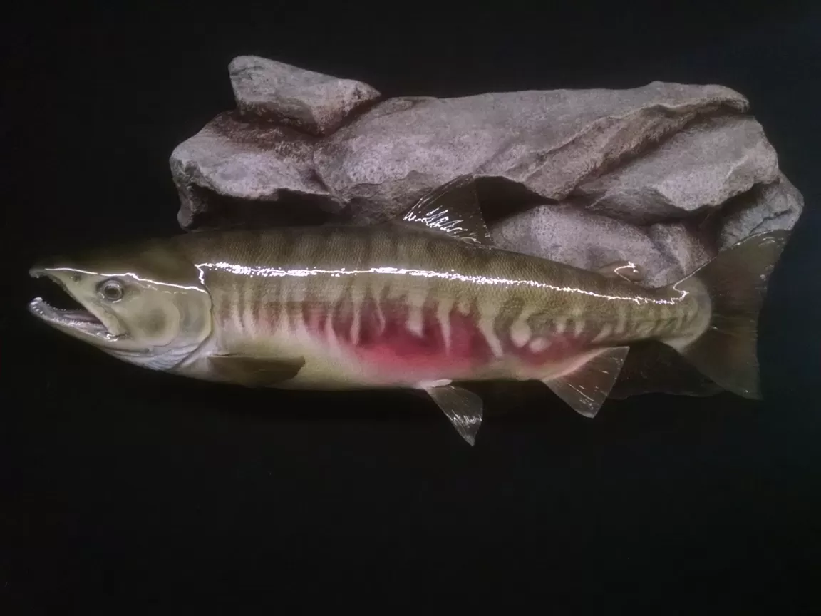 Fish 35