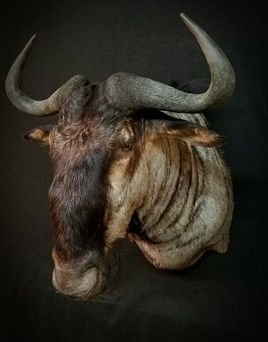 African 8