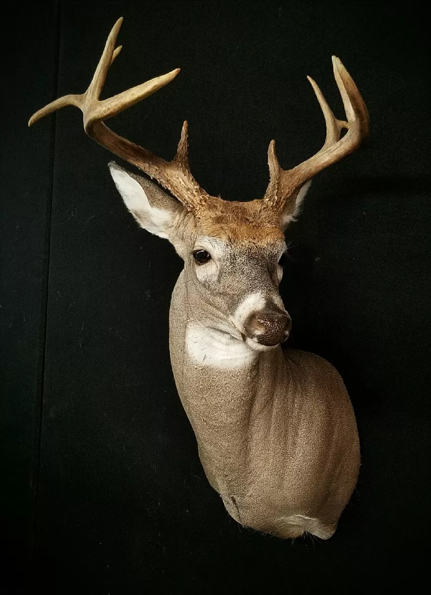 Whitetail Mount 132