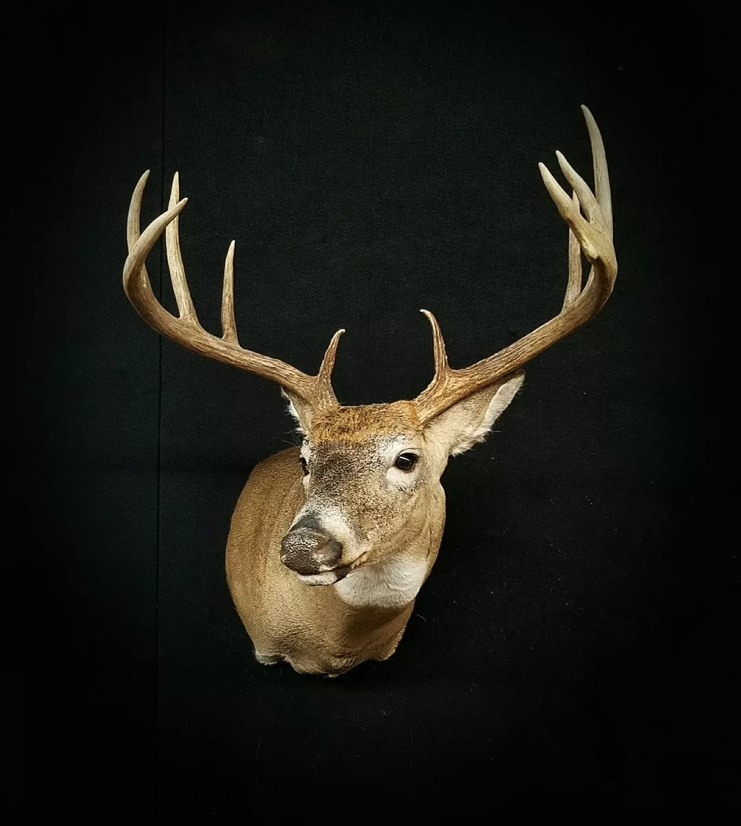 Whitetail Mount 133