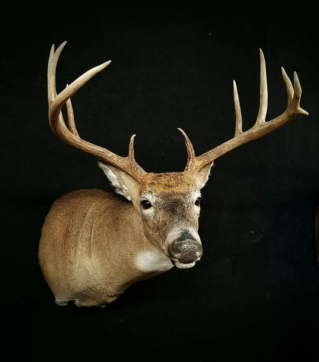 Whitetail Mount 134