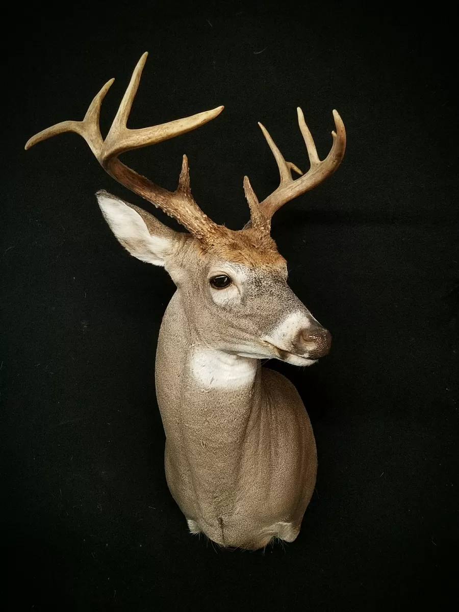 Whitetail Mount 135