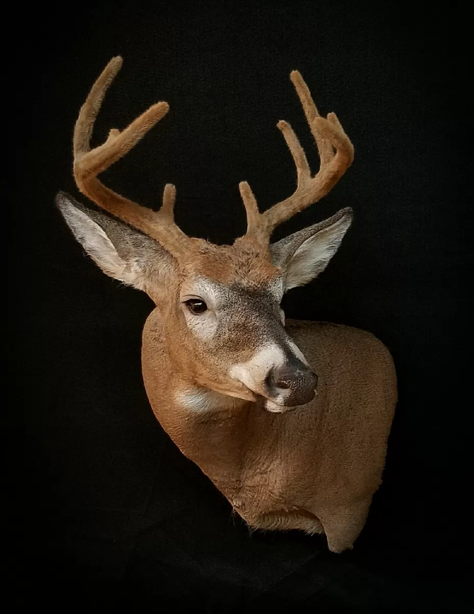Whitetail Mount 136