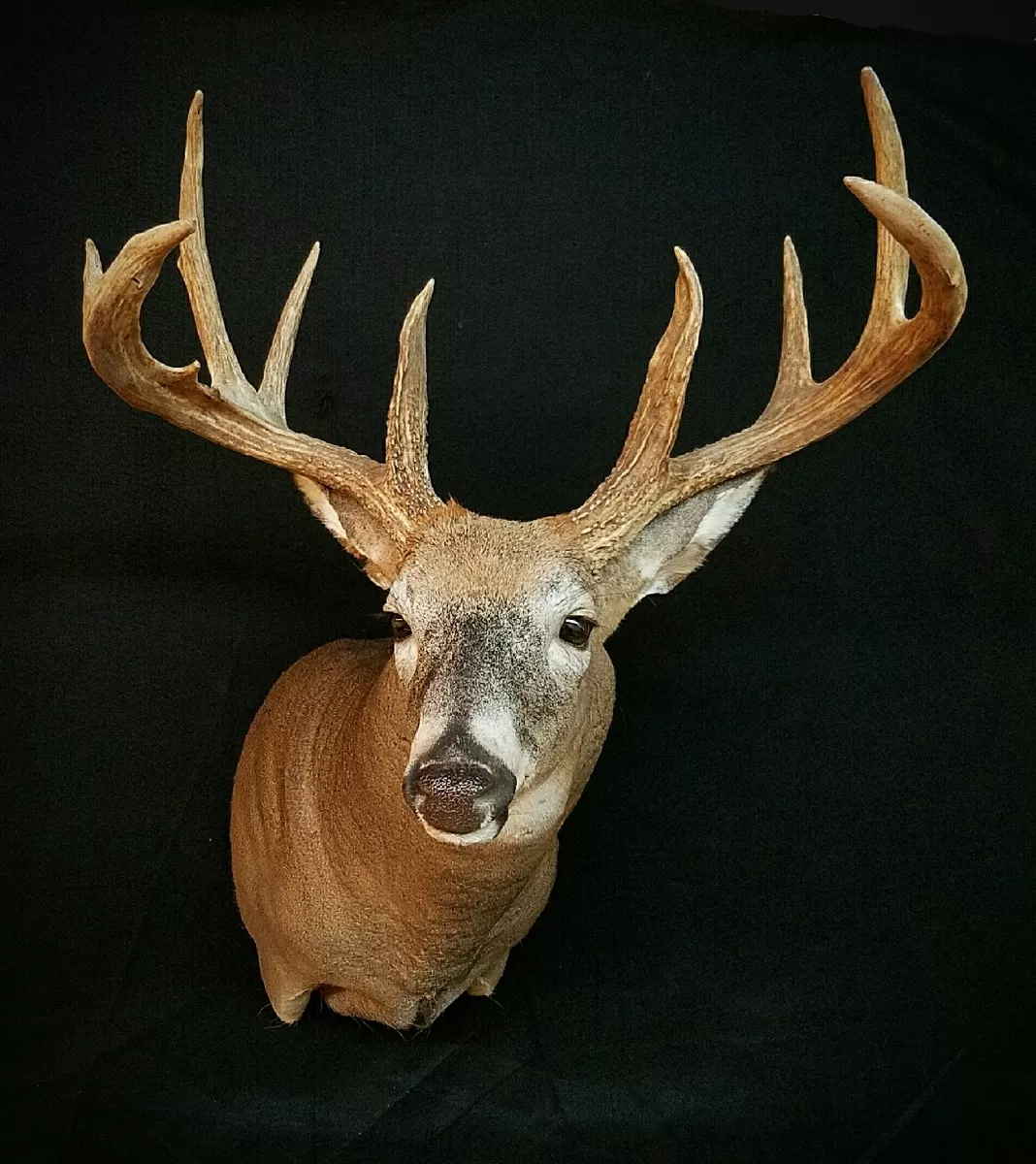 Whitetail Mount 137