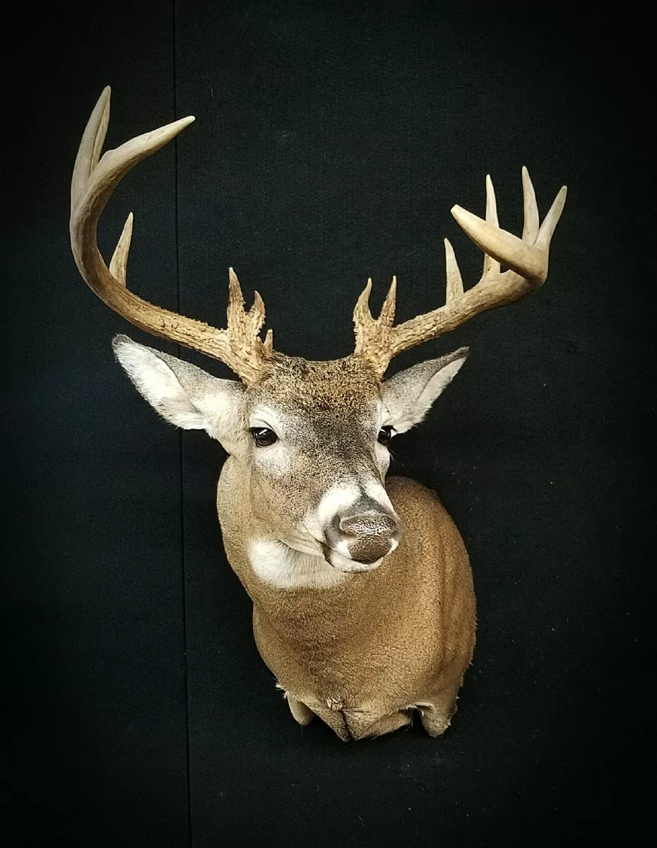 Whitetail Mount 138