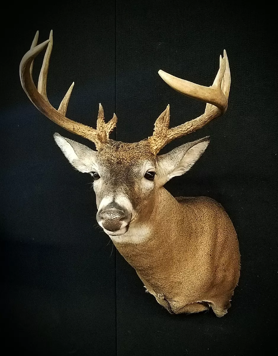 Whitetail Mount 139