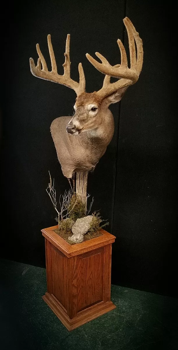 Whitetail Mount 140