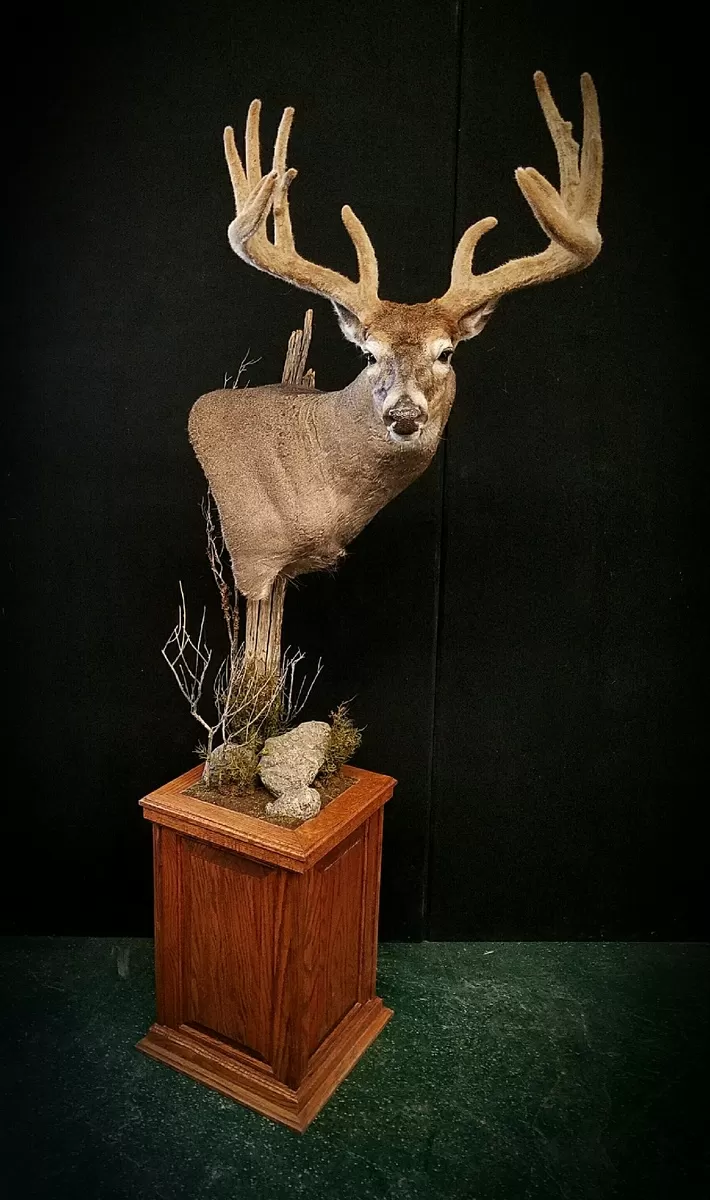Whitetail Mount 141