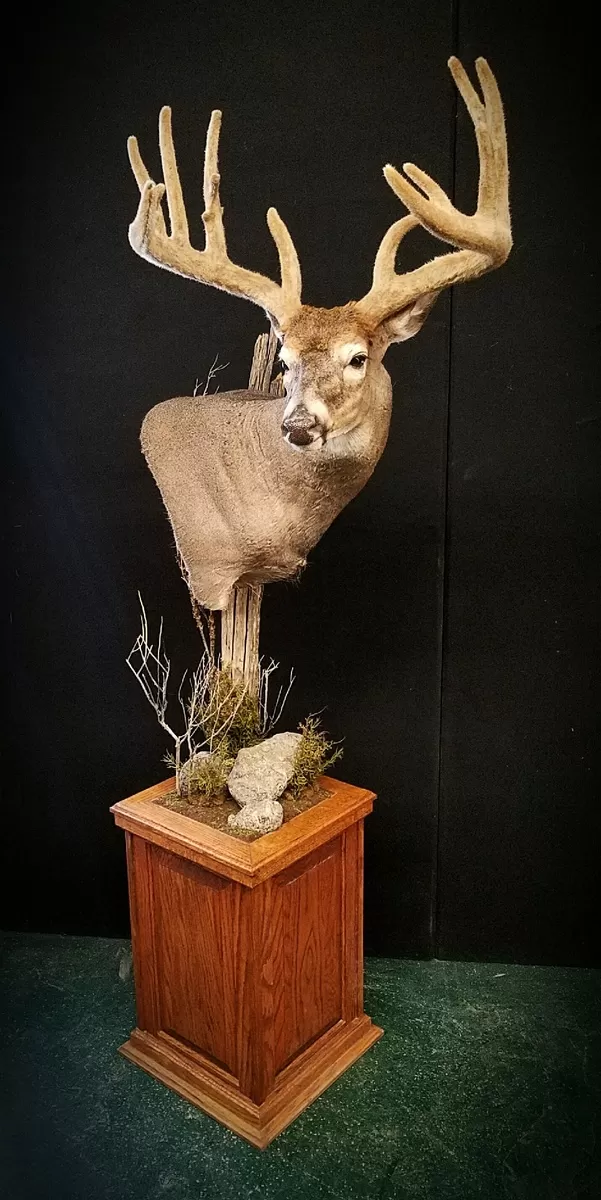 Whitetail Mount 142