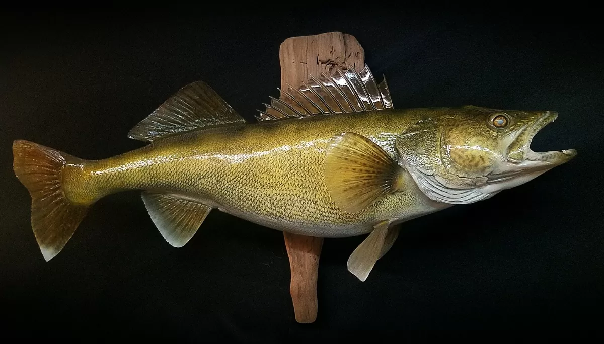 Fish 37