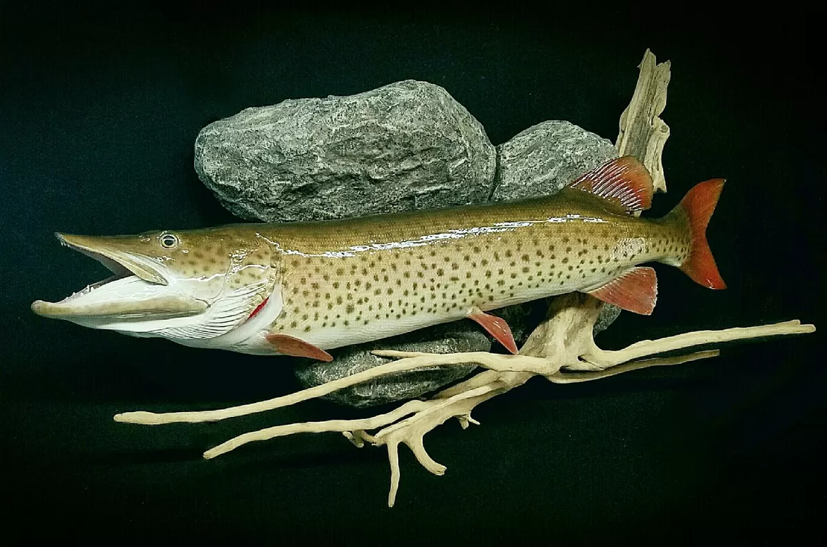 Fish 38