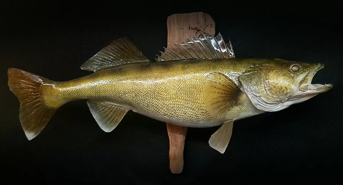 Fish 39