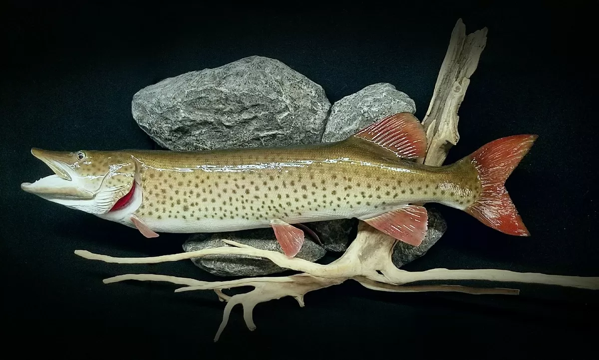 Fish 40