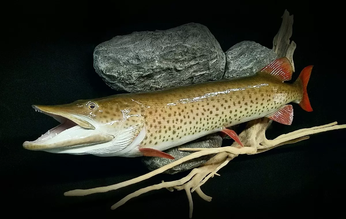 Fish 41