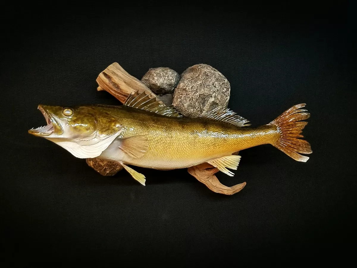 Fish 42