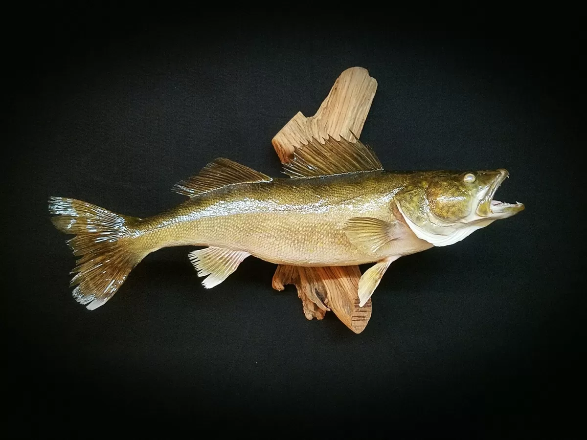 Fish 43