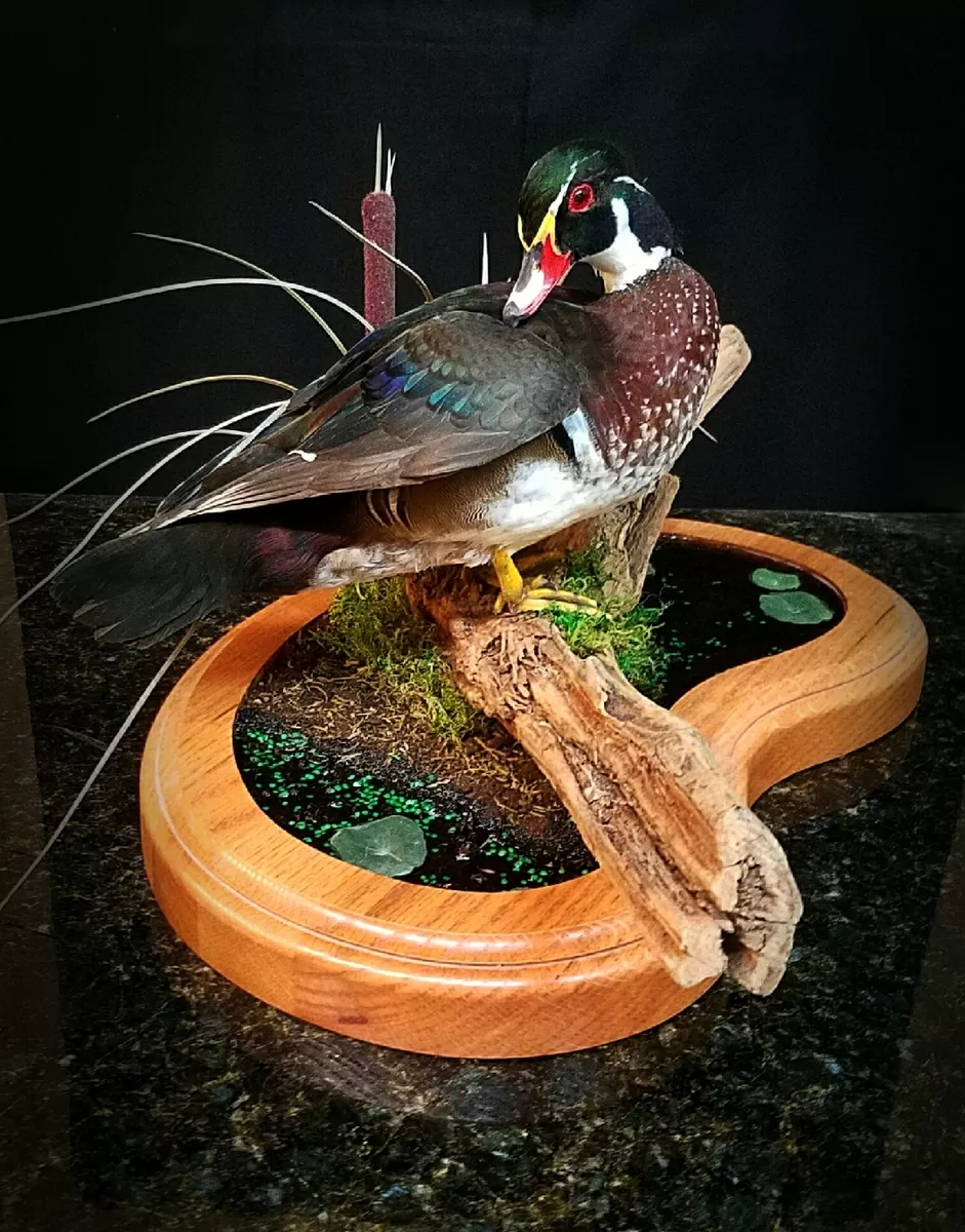Bird Mount 20