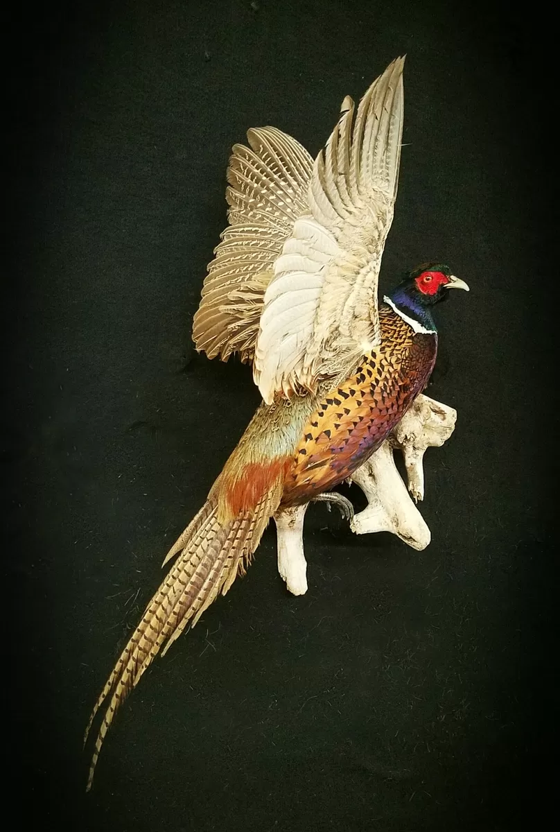 Bird Mount 21