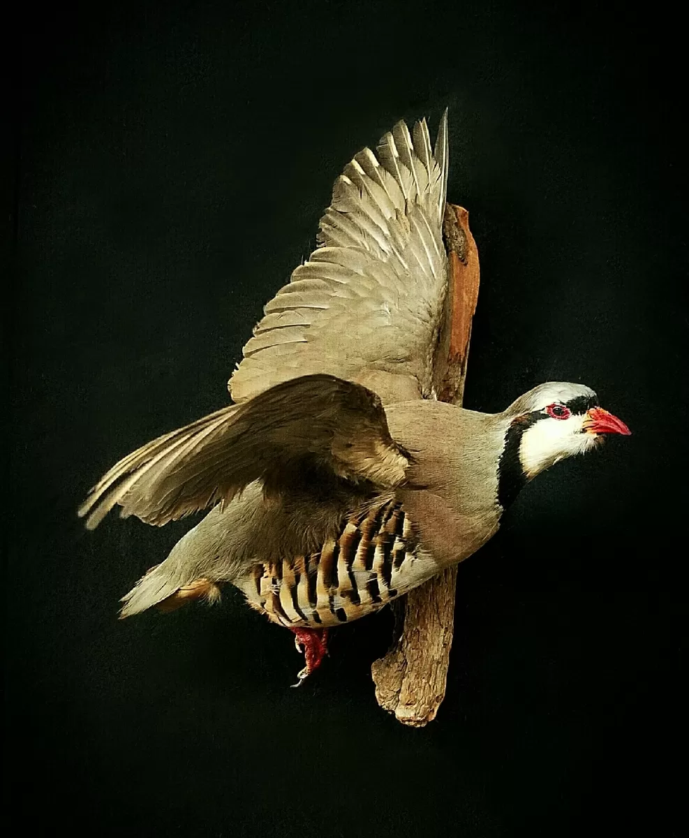 Bird Mount 22