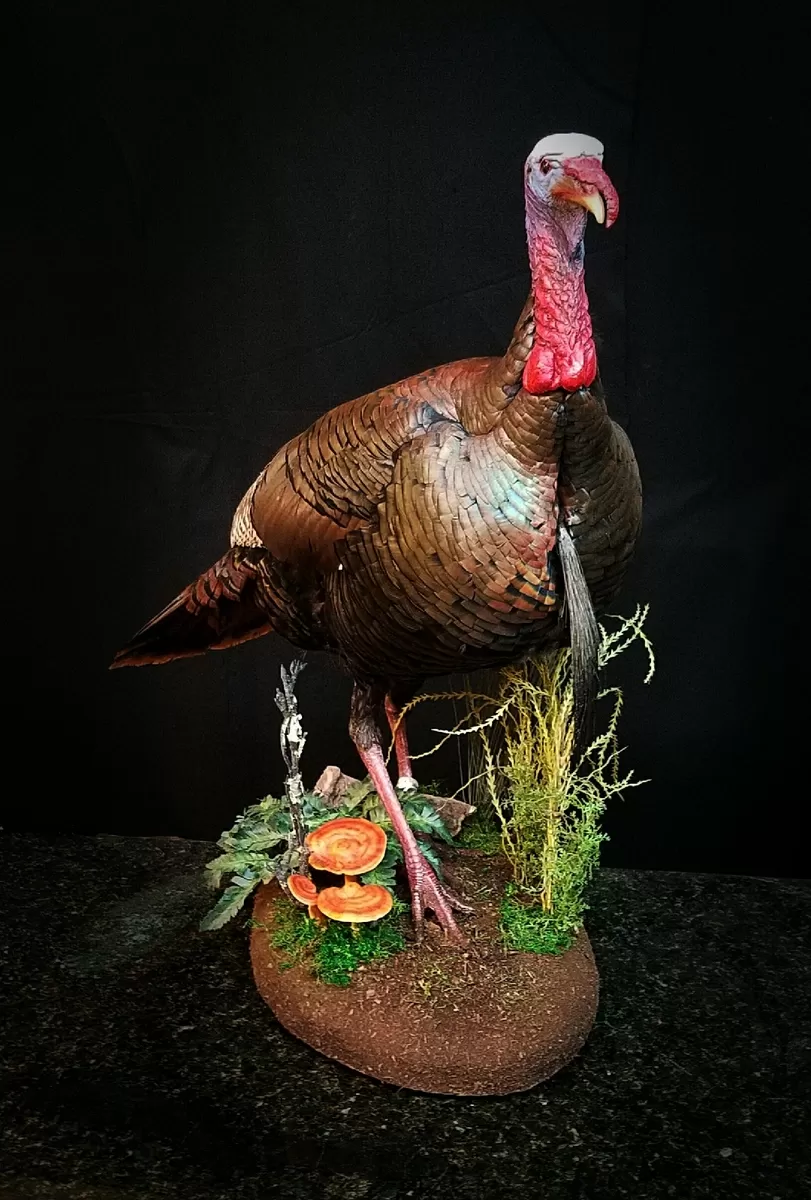 Turkey 1