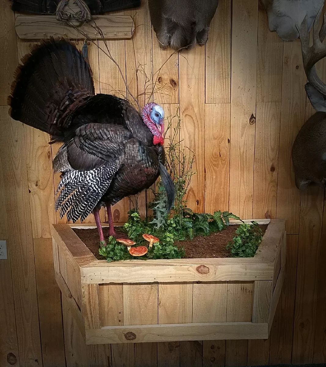 Turkey 2